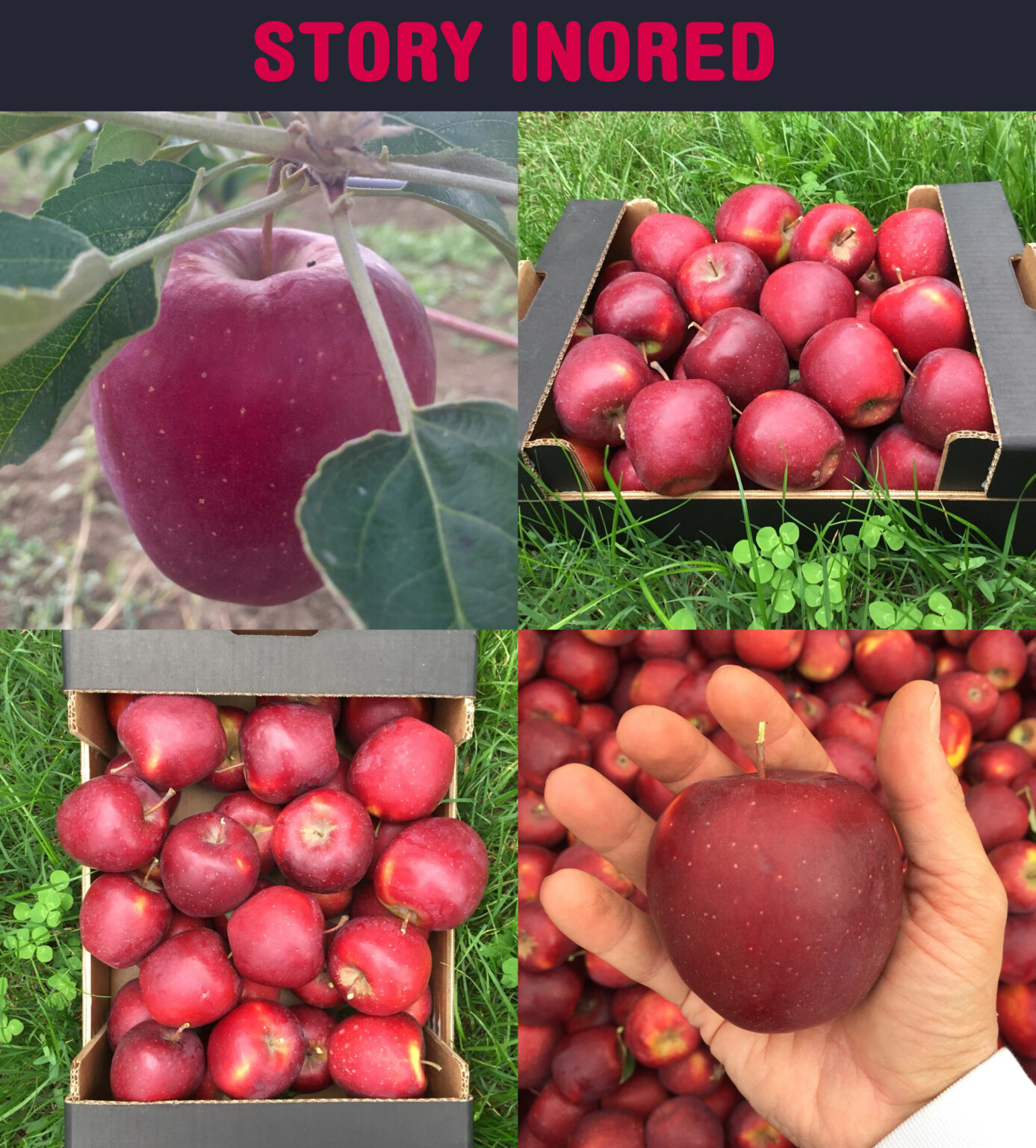 mela biologica story inored