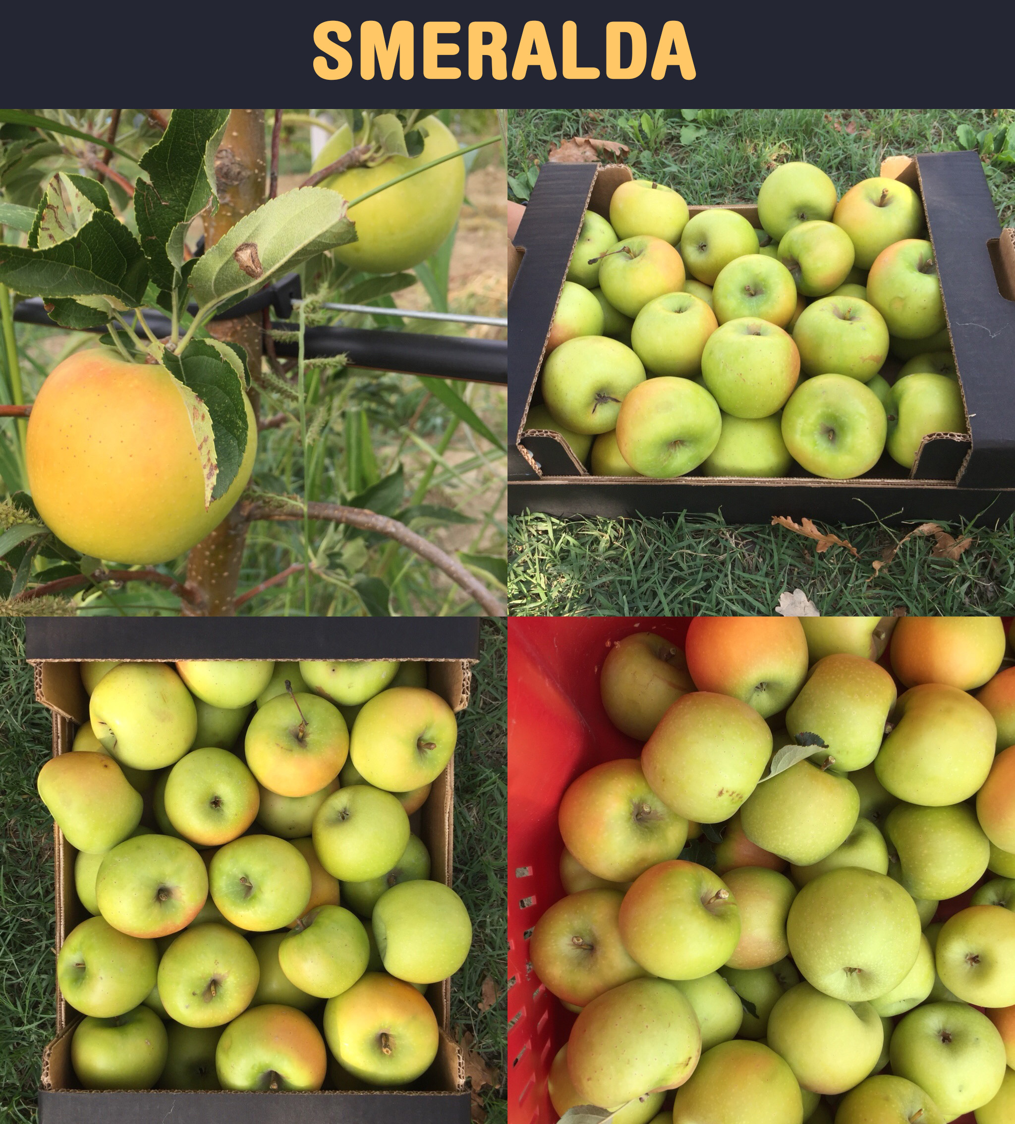 mela biologica smeralda