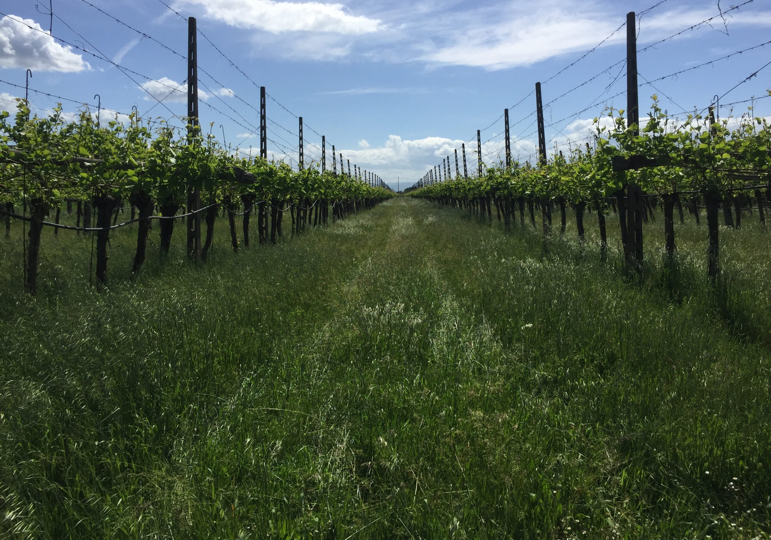 vigneti biologici