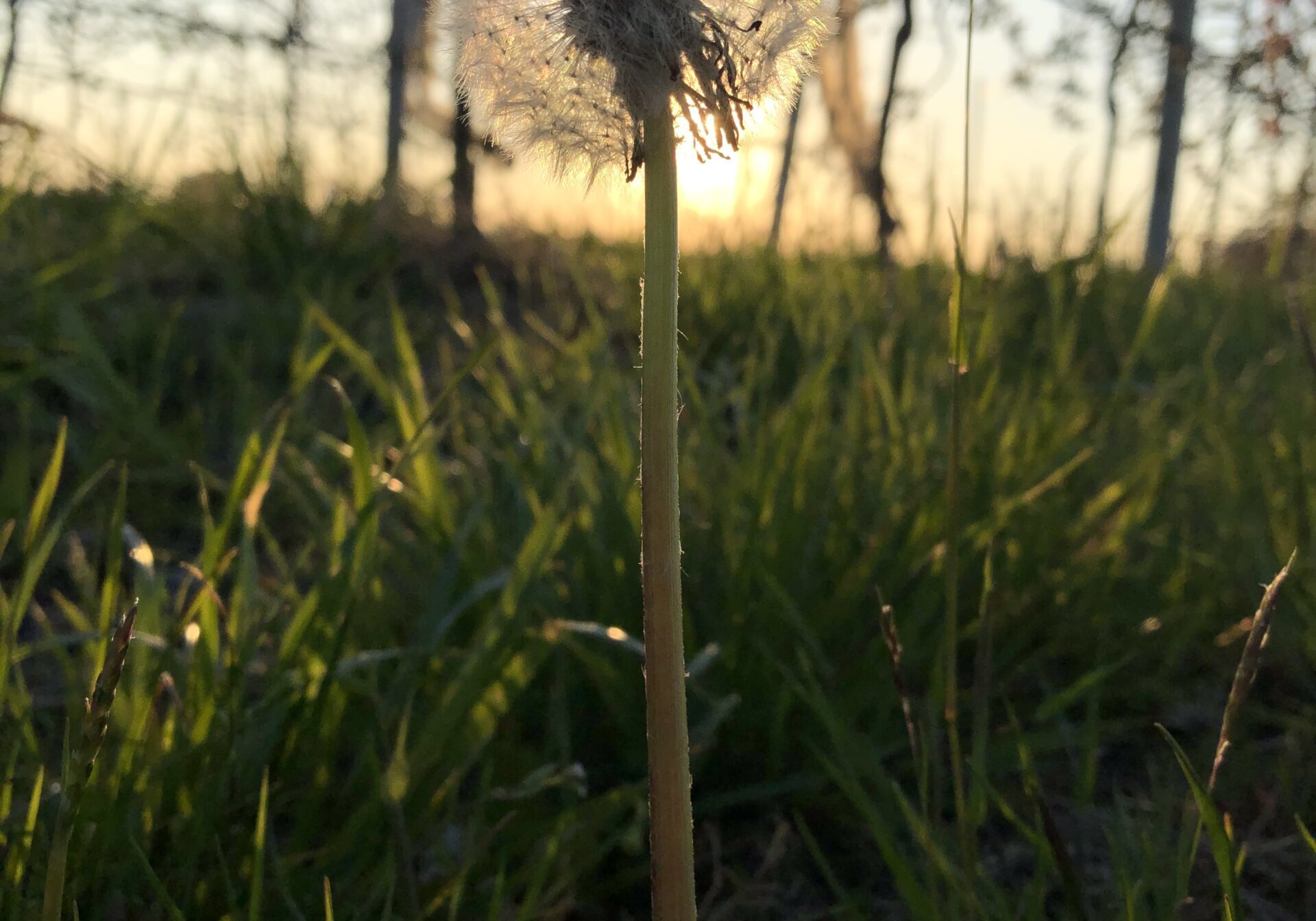 fiore invernale